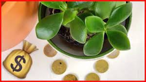 Para çiçeği köklendirme işleminden sonra toprağa dikerek çoğaltılabilir. Bu Cicek Evimize Miknatis Gibi Para Cekiyor Crassula Ovata Para Agaci Cicegi Bolluk Bereket Youtube