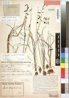 Image result for Dipcadi viride