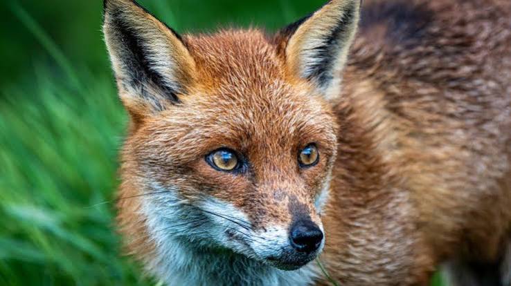 Leicestershire Police investigate reports of illegal fox hunting - BBC News