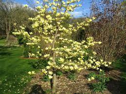 Pin On Magnolias