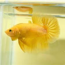 Knowing All Types Of Betta Fish By Tail Pattern And Color With Photo And Description Betta Fish Types Betta Betta Fish