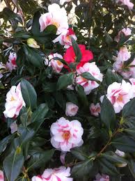 This Is Definitely My Most Favourite Camellia Lady Vansittart Which Was Bred By Caledonia Nursery Guernsey In The Ch Garden Inspiration Winter Garden Plants