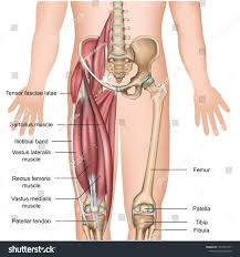 Labelled diagram of the muscles in the human body. Leg Muscle Diagram Human Leg Muscle Knee Nerve Crus Arm Angle People Foot Png Pngwing Mri Patterns Of Neuromuscular Disease Involvement Thigh Other Muscles 2 Lup Gaze