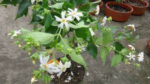 Its name comes from the persian word 'yasmin' meaning gift from god. How To Make Bonsai Parijat Shiuli Night Jasmine Plant With English Subtitle Youtube