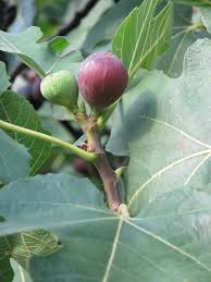Best soil for fig trees. Fig Home Garden Information Center