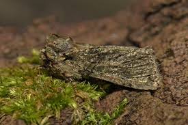 Image result for Polyploca ridens