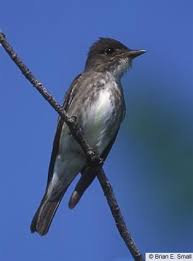 Blue Identification Birds Of Colorado Olive Sided Flycatcher Colorado Flycatcher Pet Birds Bird Species
