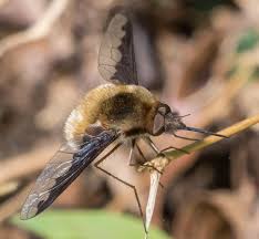 Image result for Philenoptera bussei