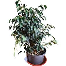 Image result for ficus benjamina en casa