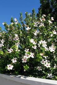 We did not find results for: Hibiscus White Nursery Kart Online Plants India