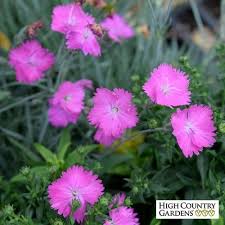 Firewitch Dianthus Perennial Plants Flower Garden Plans Drought Tolerant Perennials