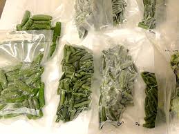 Conserver Les Haricots Verts Congeler Ou Steriliser