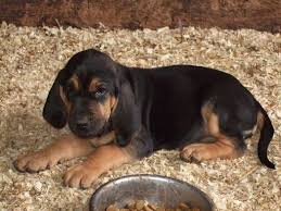 Black And Tan Bloodhound Black And Tan Bloodhound Bloodhound Puppies Puppies Rescue Puppies