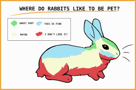 How To Pet Rabbits In A Way They Love