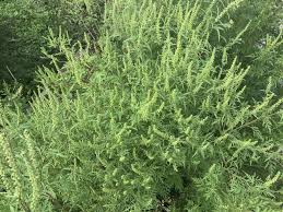 Image result for Gyrodoma hispida