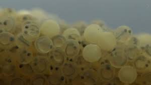 Koi Eggs 46 Hours After Fertilisation Yoshikigoi Farm Poland Youtube