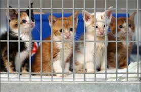 Gerry gerry ist im mai notfall rufnummer 0152 / 04338006. Tag Der Offenen Tur Im Tierheim Rheine
