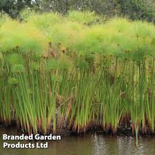 Image result for Cyperus dives