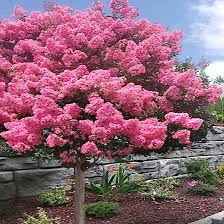 Image result for Lagerstroemia