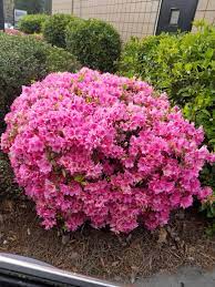 This might help to reduce your rabbit population. Flowers Bush Planted Outside Of A Local Restaurant And I Fell In Love Now Want To Identify It So I Can Plant It Outside My Hone Whatsthisplant