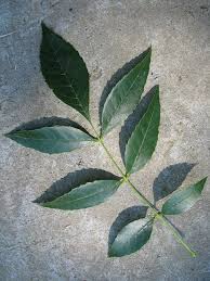 Występuje naturalnie na większości obszaru europy i w azji zachodniej (liban, syria oraz kaukaz i zakaukazie)2. Jesion Pensylwanski Fraxinus Pennsylvanica Ang Green Ash