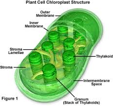 plants dont convert co2 into o2 how plants work