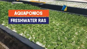 Since fish farming practices are so diverse, this manual focuses on land based freshwater fish farming. Urban Tilapia Farm With Aquaponics In Malaysia Aquaculture Technology Youtube