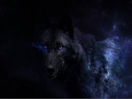 1080p, 144hz + 1070/1080 gtx build. Black Wolf Wallpapers Top Free Black Wolf Backgrounds Wallpaperaccess