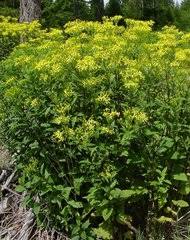 Image result for Nidorella spartioides