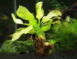 Image result for Aponogeton desertorum