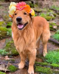 Henry Cute Dog Pictures Cute Dogs Animals Beautiful