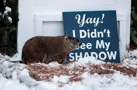 Wiarton Willie Dead, To Be Replaced By Brown Groundhog At February 2022  Festival | Cp24.Com