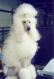 Dog Breeds Image By Kevin Coleman On Poodles Standard Poodle Poodle Puppy