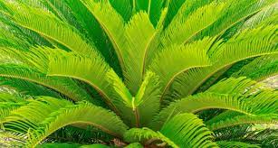 Poisonous Plants For Dogs A Complete Guide Bechewy Poisonous Plants Plants Plants Poisonous To Dogs