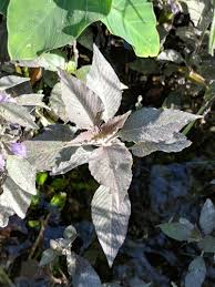 Image result for Hygrophila okavangensis