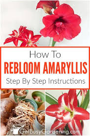 How To Rebloom Your Amaryllis Plants In 2020 Amaryllis Plant Amaryllis Amaryllis Bulbs