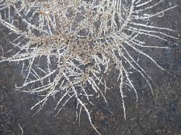 Image result for Inversodicraea