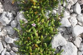 Image result for Sesuvium portulacastrum