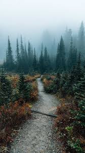 119,454 free images of forest. Foggy Forest Wallpaper Ixpap