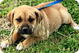 Your are about to improve (and potentially save!) the life of one lucky pup, as well as to immeasurable improve your own happiness! Portland Me Mastiff Meet Dawton A Pet For Adoption