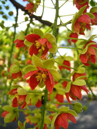Cassia Brewsteri A Flowering Tree In Brisbane Queensland Australia Flowering Trees Pretty Plants Beautiful Flowers