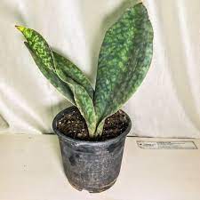Everything you need to know about caring for marble queen pothos; Buy Sansevieria Masoniana Whale Fin Snake Plant Online In India