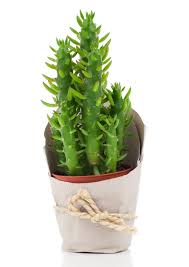 Cactus y plantas crasas como regalo original y ecológico para bodas y eventos. Cuidados Del Cactus Alfileres De Eva Blog Verdecora