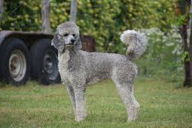 Toy poodles for sale in texas, and miniature poodles. Brazos Sunrise Farms Bordoodles And Poodle Puppies For Sale