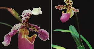 Paphiopedilum Notatisepalum Z J Liu M Wang S R Lan Doi 10 11646 Phytotaxa 302 2 5 Abstract A New Specie Paphiopedilum Orchidaceae Orchids