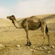 Since they are less common as pets, make sure you. Camel Through The Eye Of A Needle Ask Professor Puzzler