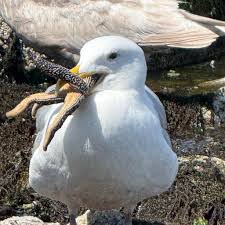 Image result for seagull