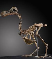 Rare Dodo Skeleton To Be Auctioned In West Sussex Skeleton For Sale Skeleton Dodo