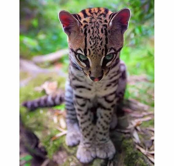 Resultado de imagen de ocelote"