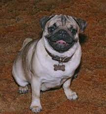 Pug pic 10 80 px 10 80 px / bulldog pug portable network graphics pixel png clipart art glass bulldog 5 x 7 or 8 x 10 x 11x14 title: Image Segmentation With A U Net Like Architecture